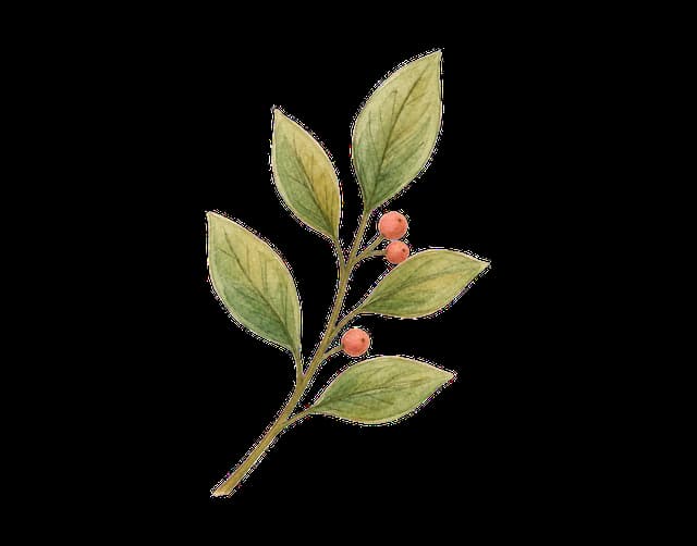 A hand-drawn leafy branch